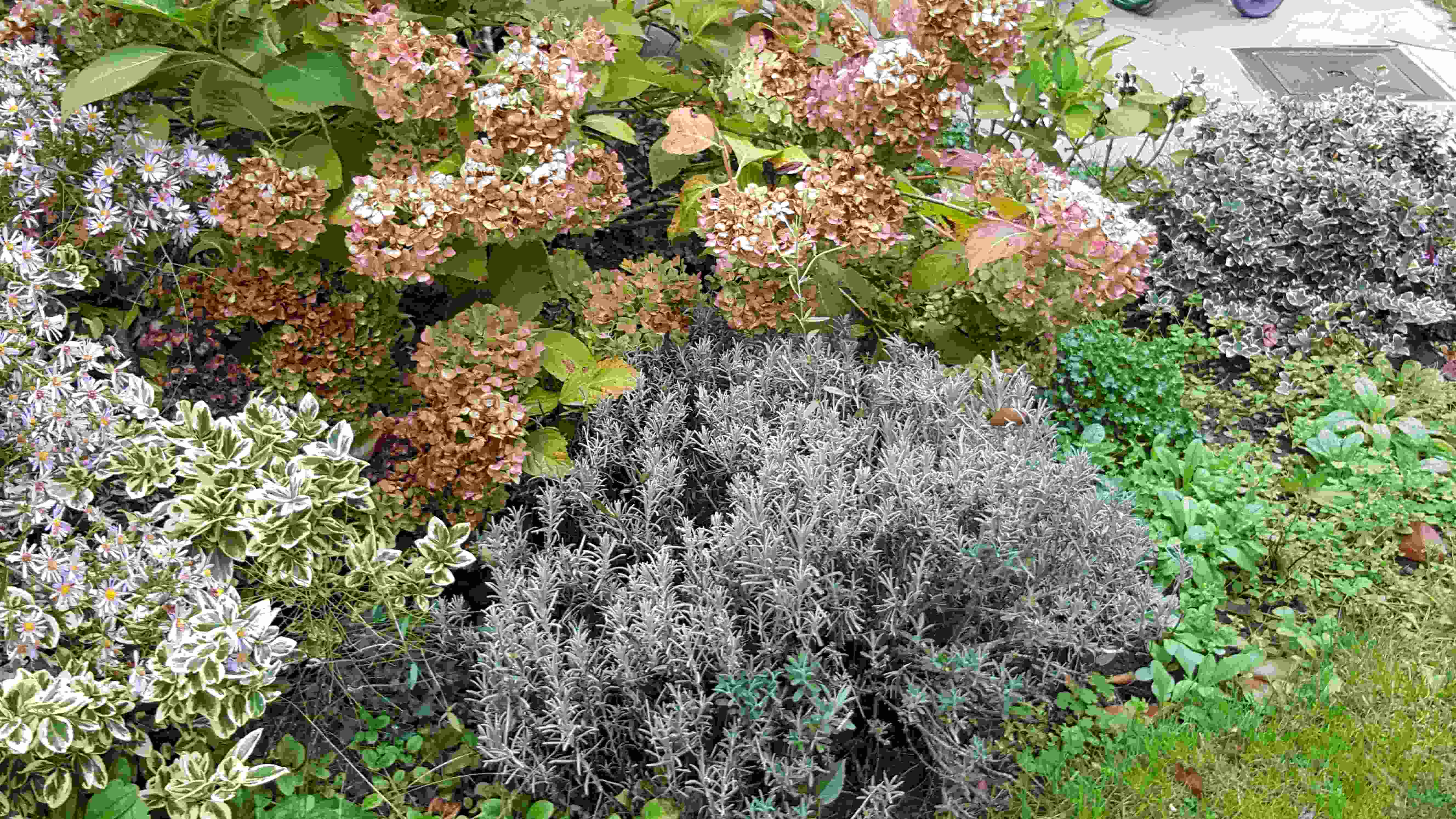 lavande et hortens part adri.jpg